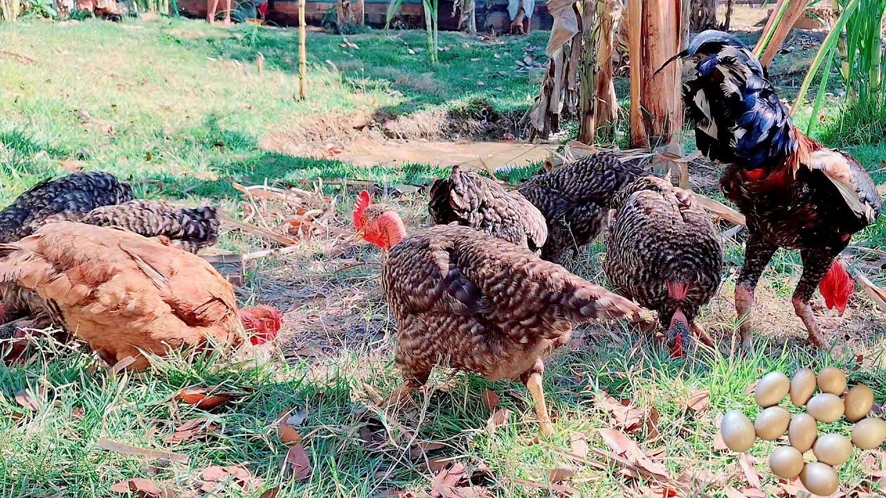 COMO INICIAR UMA CRIAÇÃO DE GALINHAS CAIPIRA SEM DINHEIRO EM PEQUENO ESPAÇO 