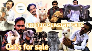 EXOTIC PERSIAN CATS for Sale in Trichy| Cheapest Price | Kittens For Sale |EP 100