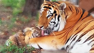 СТРАШНО смотреть! ПАПА тигр вылизывает МАЛЕНЬКИХ тигрят! DAD tiger licks the LITTLE tiger cubs!