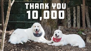 【ありがとうございます】チャンネル登録者数が10,000人を超えました　Great Pyrenees　グレートピレニーズ