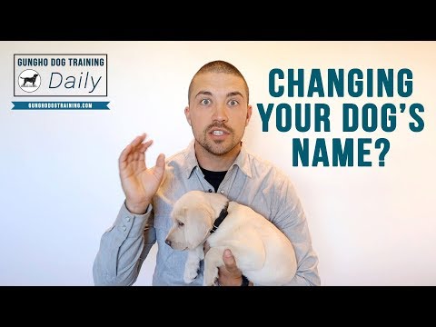 Video: Är det okej att ändra min räddningshunds namn?