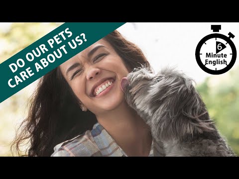 ვიდეო: DHL ატარებს შინაურ ცხოველებს?