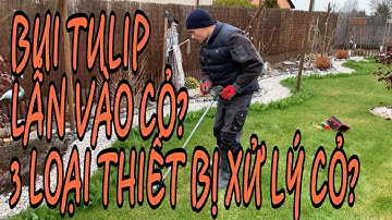 C163 BỤI TULIP LẪN VÀO THẢM CỎ XANH? CÓ THIẾT BỊ XỬ LÝ CỎ, NHANH-HIỆU QUẢ?😊Vườn Hùng Anh Cz.