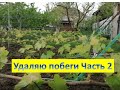 Удаляю ростки на винограде с соцветиями. Часть 2. Несколько советов. Мой сайт: vinograd-kuban.ru