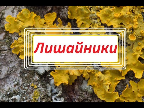 Лишайники