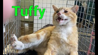 Feral Cat Tuffy Gets Neutered After Fighting With Orangey and More Vet Bills