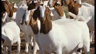 Boer Keçisi Nasıl Yetiştirilir / Keçi Yetiştiriciliği