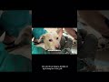 Chú chó đáng thương #dogshorts #animalshorts
