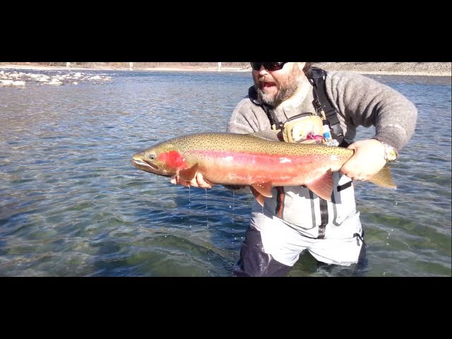 Steelhead Fishing in British Columbia, Canada 