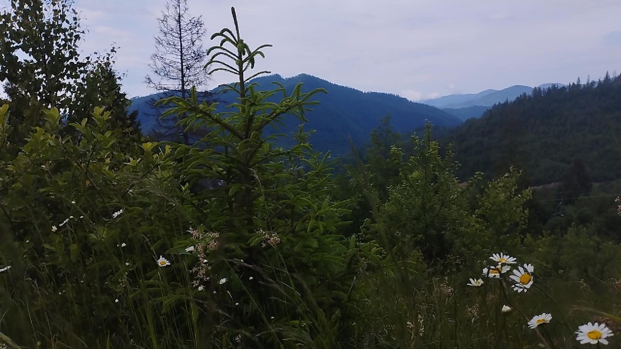 Relaxing Nature Sounds & Bird Singing for Sleep, Study, Relaxation