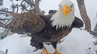 Bald Eagles Brave Blizzard To Protect 2 Eggs