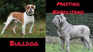 Top10 amazing dog mixes #18(Saint Bernard, Am.Bulldog, Eng.Bulldog, Cane Corso, Alabai, Rottweiler..