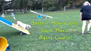 Bassett hound does crazy hard agility course! Don't let the speed fool you, this girl's got skills!