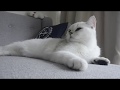 Silver Shaded British Shorthair Cat - Cat Bella taking a nap