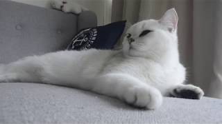 Silver Shaded British Shorthair Cat  Cat Bella taking a nap