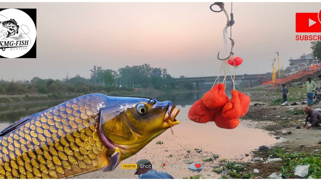 Commn Fish Catching video|Common Fish video Sai River|Multi Hook fishing