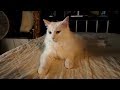 #90 うちのネコは可愛い（ユキ）- My cat Yuki compilation -