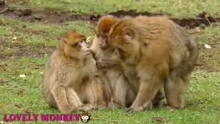 Lovely Monkeys ♥️The monkeys are eating the monkeys, watching the monkeys,