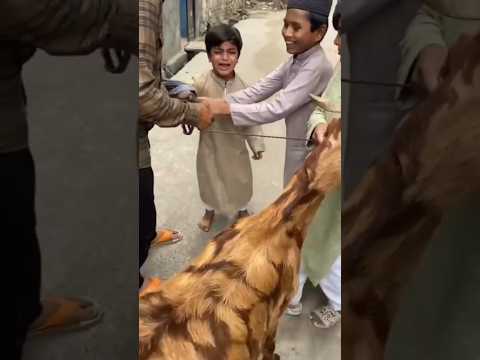 #bakra #eid #mubarak