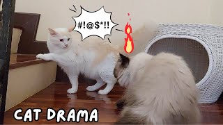 Cat Fight! Two Cats Battle For Dominance 😾🔥 by Eli & Mocha 269 views 6 months ago 43 seconds