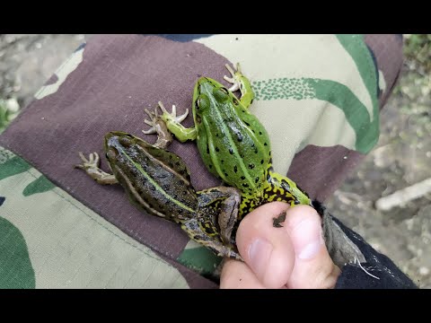 Амфибии в Пироговском парке: жабы, лягушки, тритоны./Amphibians in the Park: toads, frogs, newts.