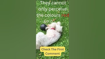 Thumbnail of Are Dogs Color Blind #shorts