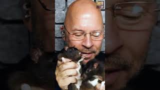 Meet Derek Sivers Pet Rats