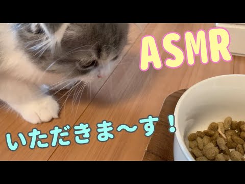 すごい勢いでご飯を食べる子猫の咀嚼音【ASMR】【スコティッシュフォールド】