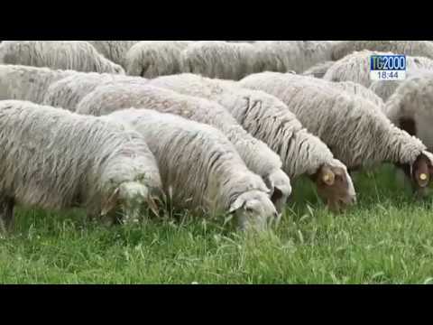Video: Le Pecore Sgranocchiate Sostituiscono I Tosaerba A Parigi