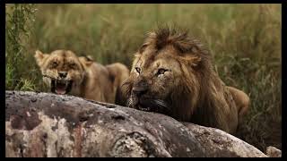 Lion gatecrashes Topi pride hippo feast