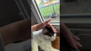 Petting my cat harder each time #cat #funny #pets #catlover #funnypost #funnycute ￼