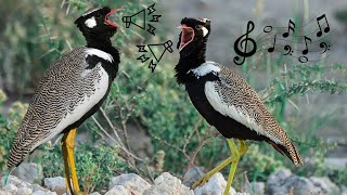 Northern Black Korhaan Birds Calling Sound by Familiarity With Animals (FWA) 351 views 1 month ago 2 minutes, 12 seconds