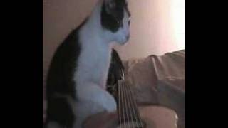 cat guitarist