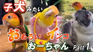 本当にインコなの？シロハラインコおーちゃん！Part1幼鳥編 Are you really bird? Caique Oh-chan Part 1. Babyhood.