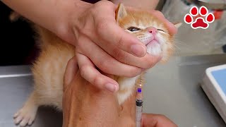 [Спасение 37 дней] Результаты анализа крови котенка в ветеринарной клинике.