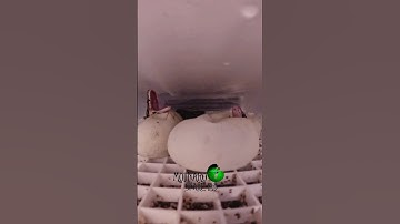 Baby Snakes Hatching! #molinarosnakelab #reptiles #royalpython #python #sawa #snakeeggs #diy #shorts