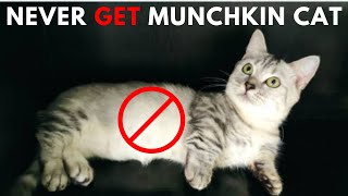10 Reasons Why NOT to Get a Munchkin Cat
