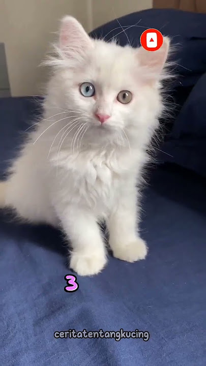Berapa Harga Kucing Anggora yang Asli? #short #kucing #kucinglucu #videoshorts