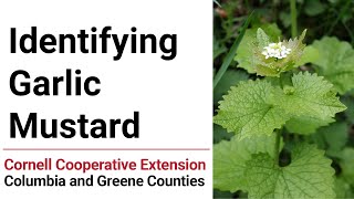 Wondering if that plant in your backyard is invasive? the master
gardener volunteers of columbia and greene counties can help find out!
check out all our ...