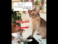 فرح القصير