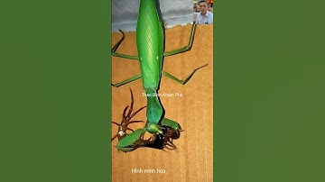 Bất ngờ với con mồi của ngựa trời #thưgiãn #dongvat #shortvideo #animals #short #wildlife