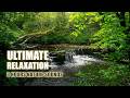 Ultimate Relaxation: 3 Hours of Waterfall &amp; Birds Sounds