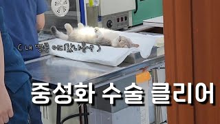 수컷 고양이 대박이... 중성화 수술 완료!