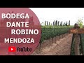 Bodega Dante Robino - Luján de Cuyo - Mendoza