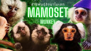 ลิงมาโมเสท ลิงโลกใหม่ (CheckOut Amazing Marmosets)-