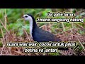 Pikat burung kruak ruak ruak wak wak kreo || suara burung wak wak (jantan vs betina)mp3