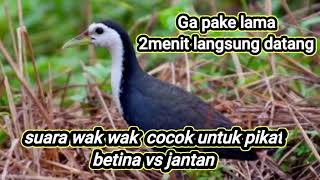 Pikat burung kruak ruak ruak wak wak kreo || suara burung wak wak (jantan vs betina)mp3