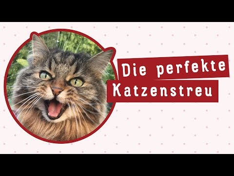 Video: So Wählen Sie Eine Gute Einstreu Für Ihre Katzentoilette Aus