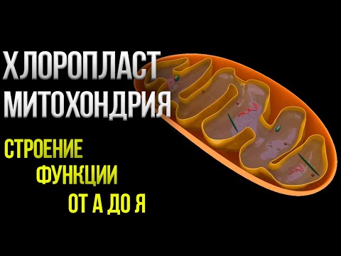 Митохондрии, Пластиды, Хлоропласты , понятное объяснение всего что нужно знать| ЕГЭ по биологии |