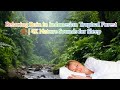 Relaxing Rain in Indonesian Tropical Forest 🌿 | 4K Nature Sounds for Sleep